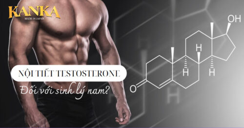 Testosterone chính là nội tiết tố cực kỳ quan trọng đối nam giới.