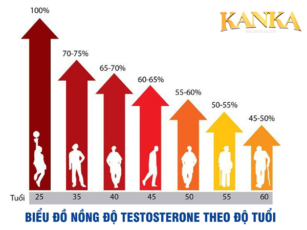 Càng lớn tuổi nồng độ Testosterone càng suy giảm.