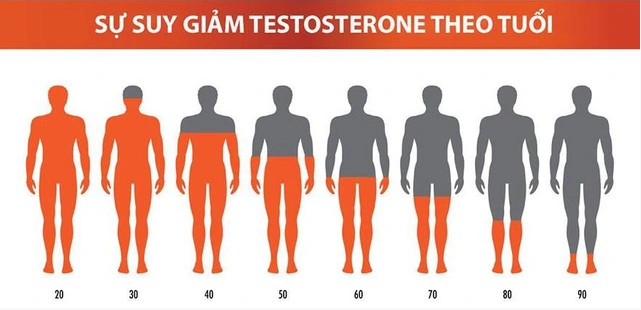 Càng lớn tuổi nồng độ testosterone càng suy giảm.