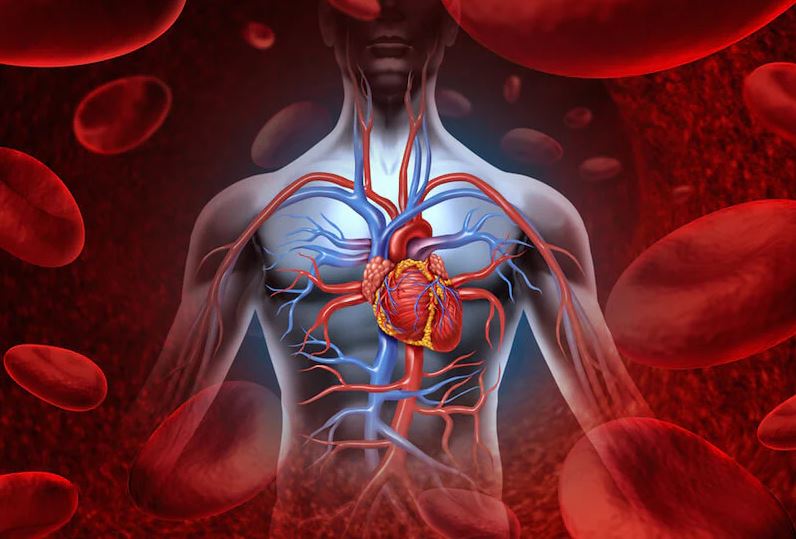 Tăng cường tuần hoàn máu