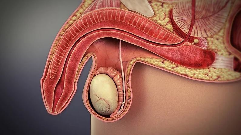 Rối loạn cương dương là gì