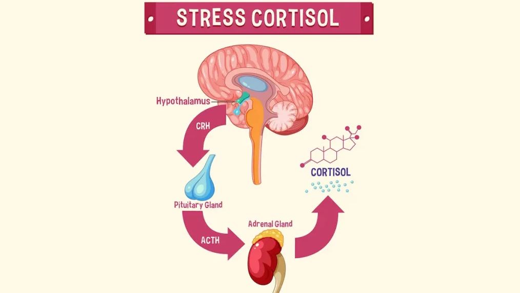 Căng thẳng và cortisol